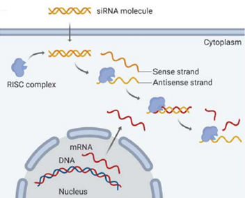 siRNA 작용 기전 도식: 세포질에서 RISC 복합체가 siRNA의 센스·안티센스 가닥을 분리해 표적 mRNA를 분해하는 유전자 침묵 과정