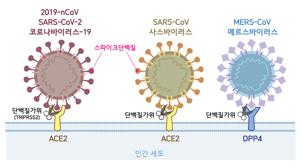 코로나바이러스 3종 비교: 코로나19(SARS-CoV-2)와 사스(SARS-CoV)는 스파이크단백질로 ACE2 수용체에, 메르스(MERS-CoV)는 DPP4 수용체에 결합하는 인간 세포 침투 기전