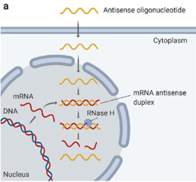 안티센스 올리고뉴클레오타이드(ASO) 작용 기전: 세포질과 핵에서 mRNA와 결합해 mRNA-안티센스 이중가닥을 형성하고 RNase H가 이를 분해하는 과정